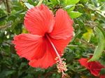 180px-Red_Hibiscus_in_Chennai_during_Spring