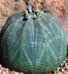 Euphorbia_obesa